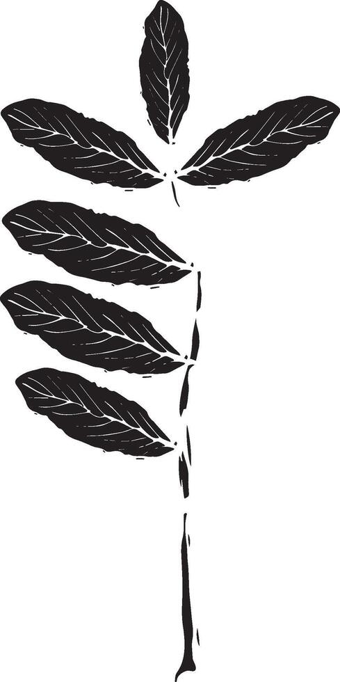 Rowan in hand drawn style on black background. Vintage line art closeup. vector