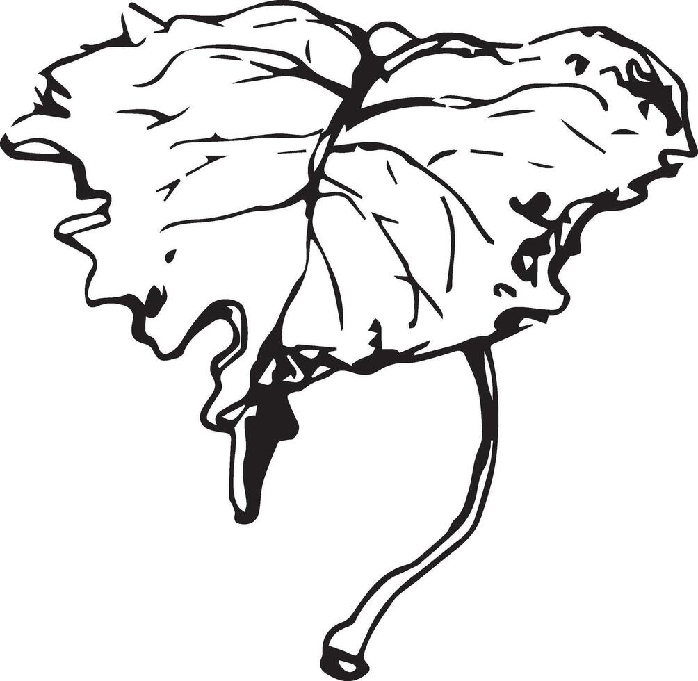 Sketch drawing of a birch leaf in black and white outline. Vintage combination of birch leaf. vector