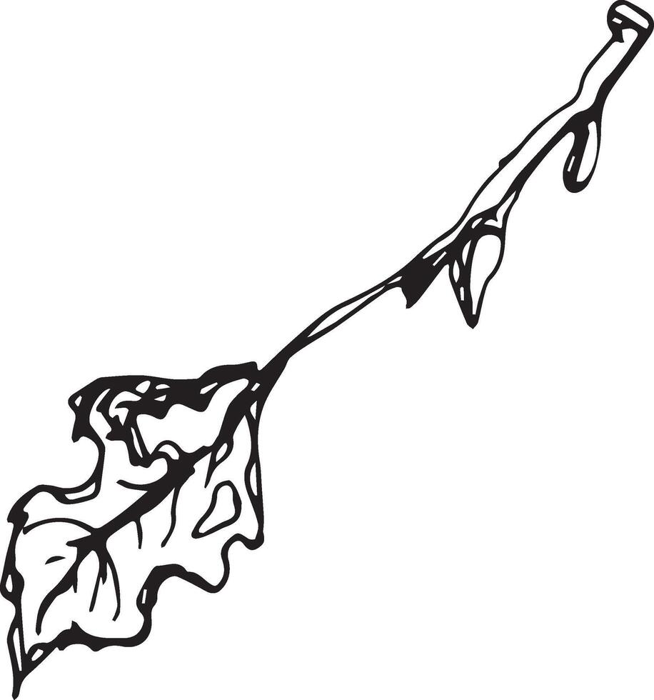bosquejo dibujo de un abedul hoja en negro y blanco describir. Clásico combinación de abedul hoja. vector