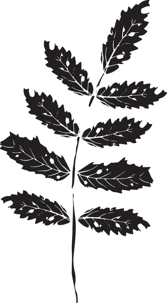 Rowan in hand drawn style on black background. Vintage line art closeup. vector