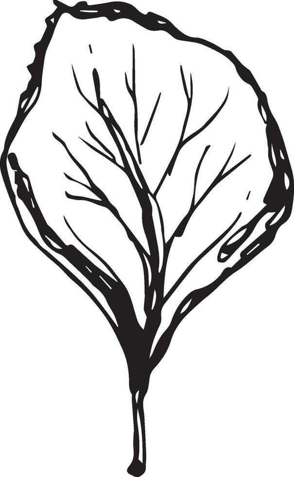 Hand drawn black leaves. Vintage leaf, great design for any purposes. vector