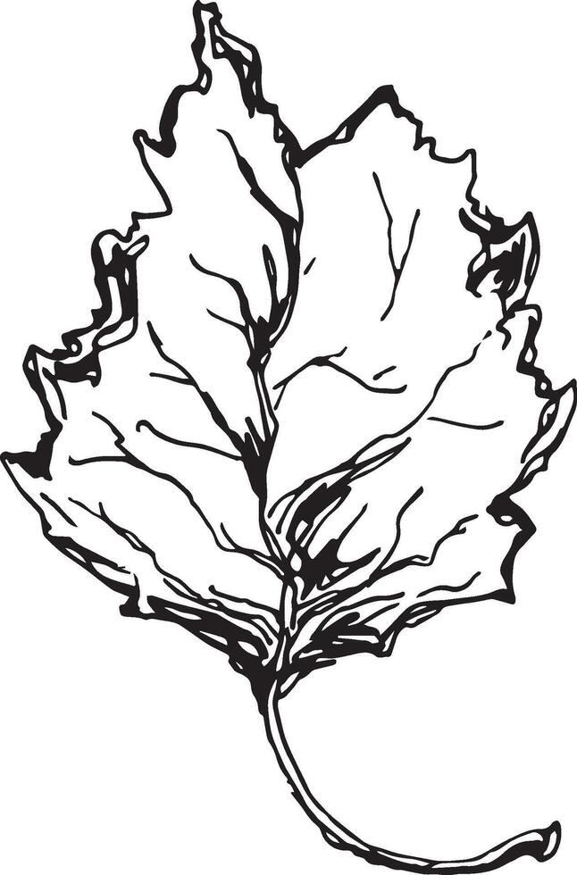 Sketch drawing of a birch leaf in black and white outline. Vintage combination of birch leaf. vector