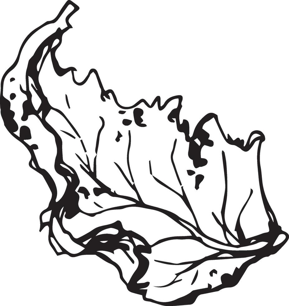Sketch drawing of a birch leaf in black and white outline. Vintage combination of birch leaf. vector