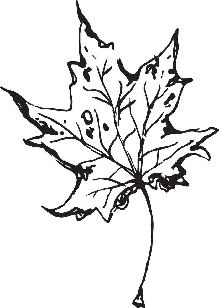 Sketch drawing of a maple leaf in black and white outline. Vintage maple, great design for any purposes. vector