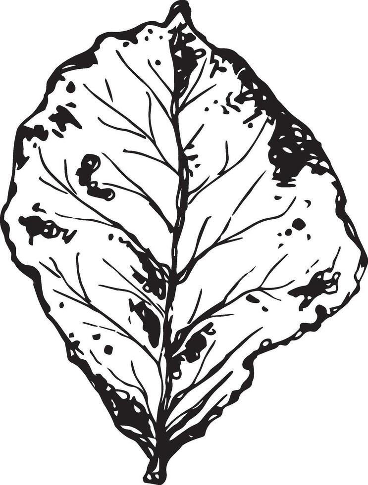 Hand drawn black leaves. Vintage leaf, great design for any purposes. vector