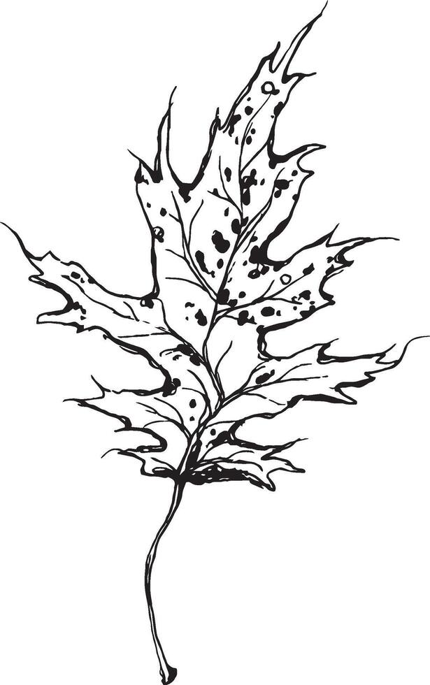 Sketch drawing of a oak leaf in black and white outline. Vintage oak, great design for any purposes. vector