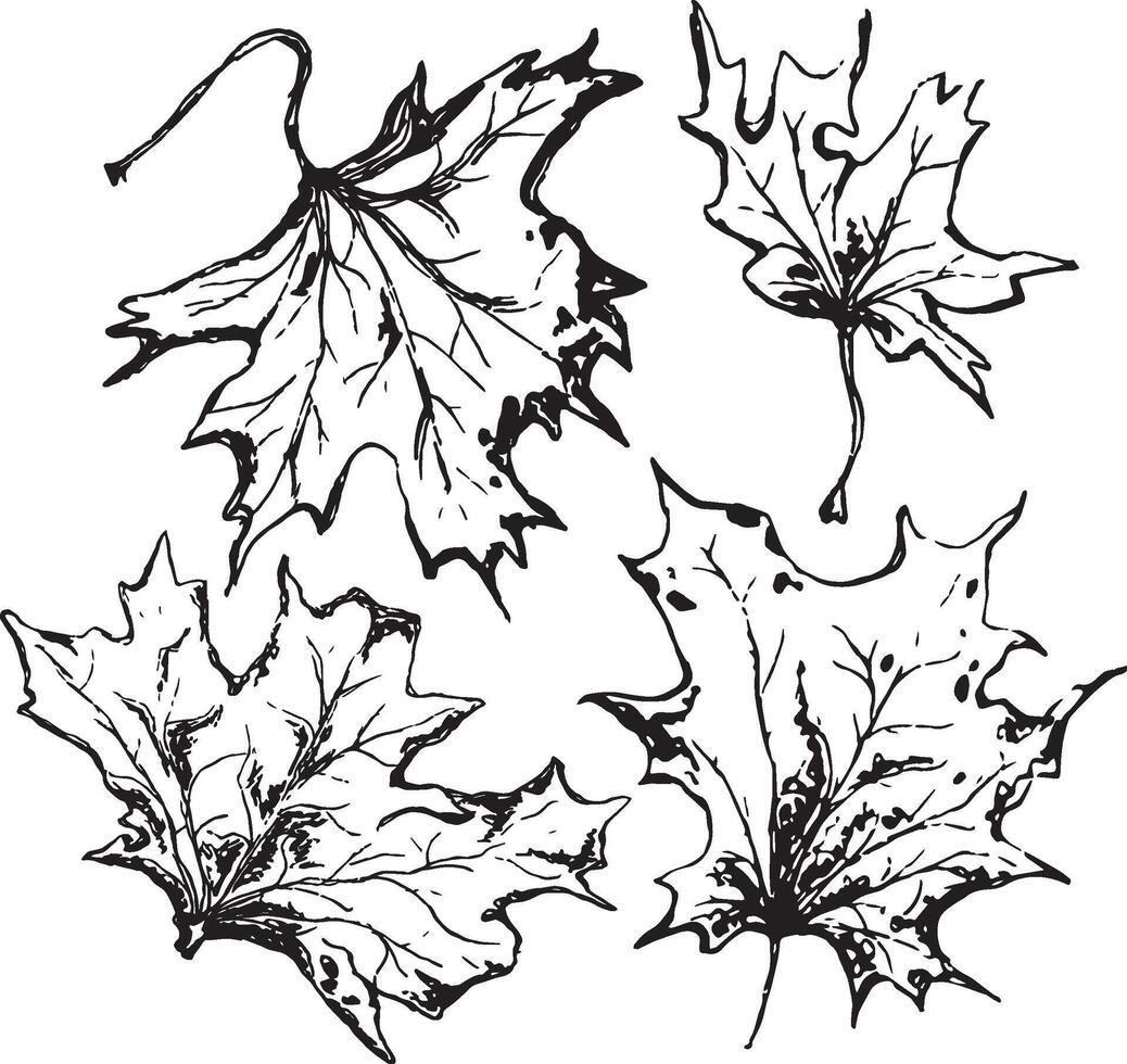 Sketch drawing of a maple leaf in black and white outline. Vintage maple, great design for any purposes. vector