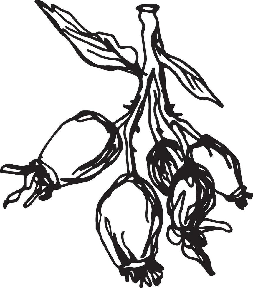 Hand drawn black rosehip. Vintage rosehip, great design for any purposes. vector