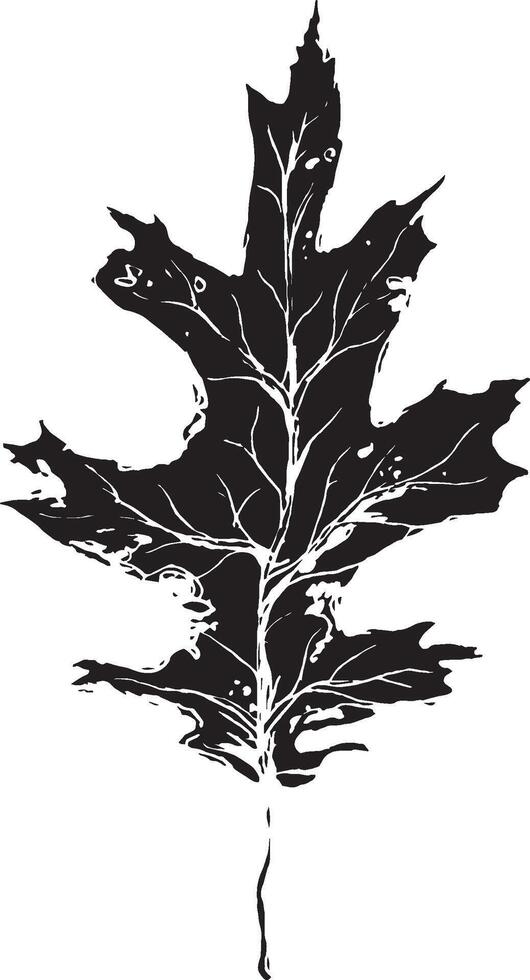 Sketch drawing of a oak leaf in black and white outline. Vintage oak, great design for any purposes. vector