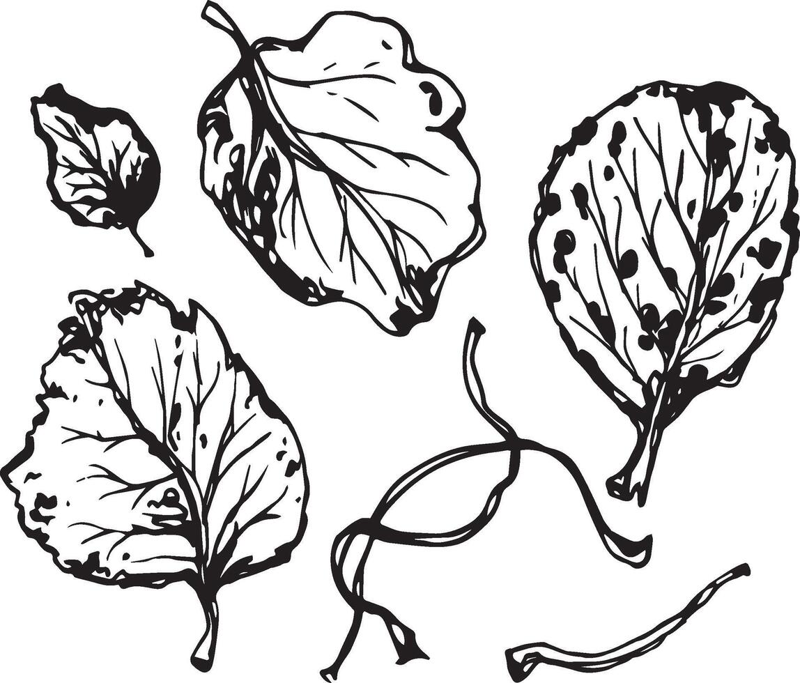 Hand drawn black leaves. Vintage leaf, great design for any purposes. vector