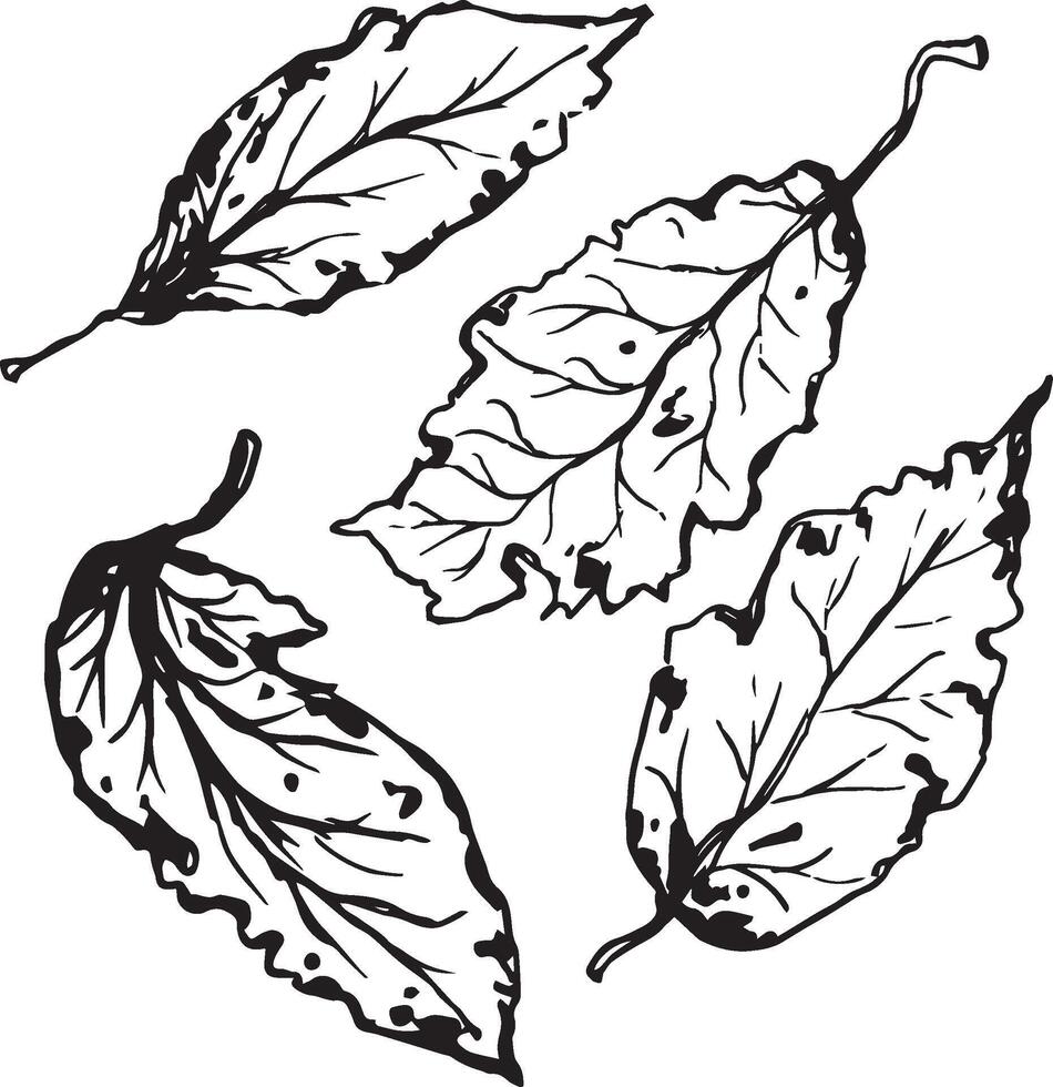 Hand drawn black leaves. Vintage leaf, great design for any purposes. vector