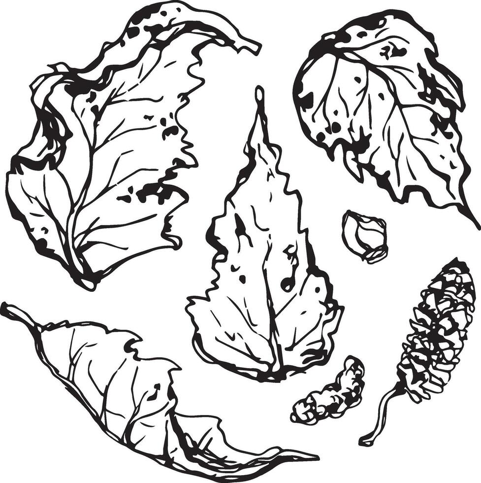 Sketch drawing of a birch leaf in black and white outline. Vintage combination of birch leaf. vector