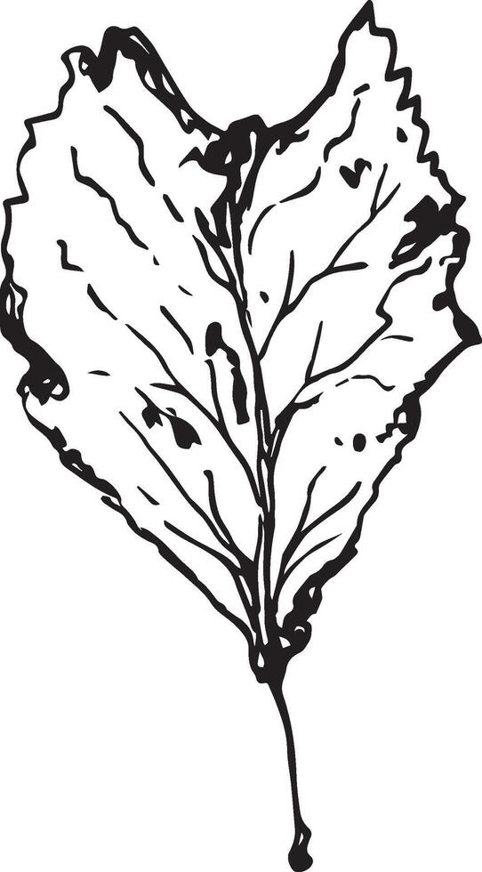 Hand drawn black leaves. Vintage leaf, great design for any purposes. vector