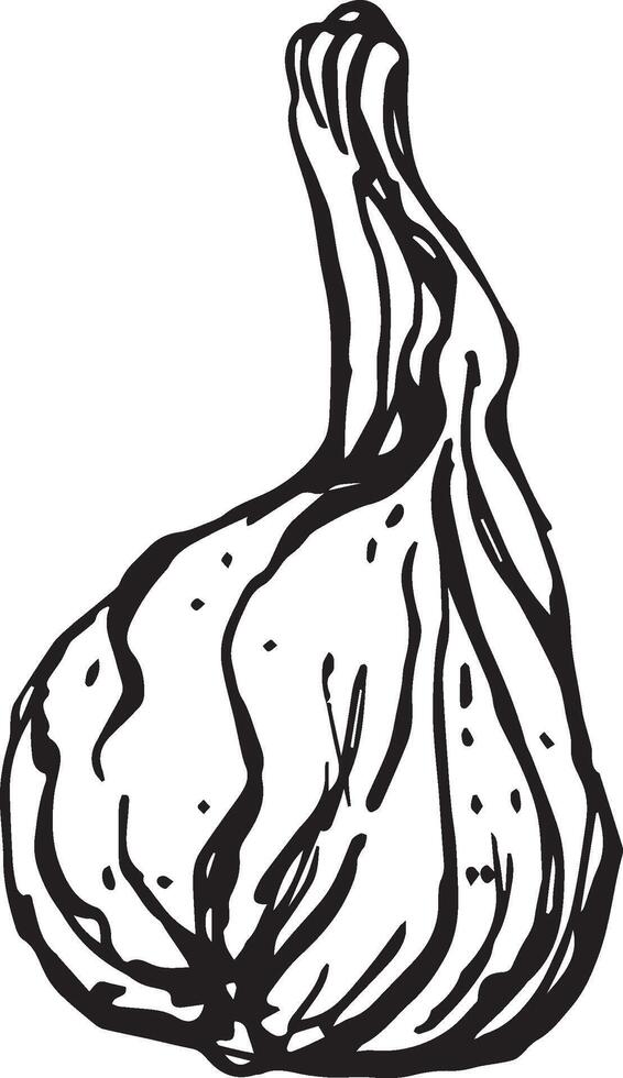 Hand drawn pumpkin for decorative design. Vintage pumpkin. vector