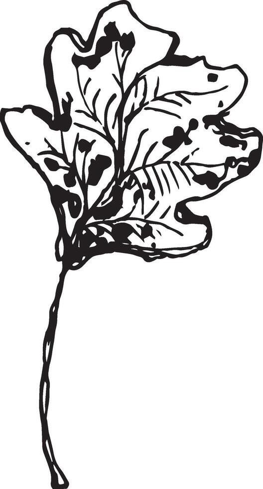 Hand drawn black leaves. Vintage leaf, great design for any purposes. vector
