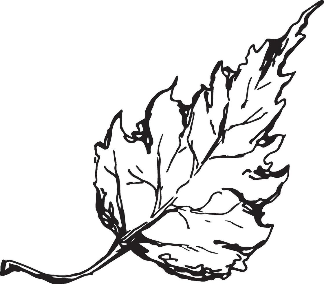 Sketch drawing of a birch leaf in black and white outline. Vintage combination of birch leaf. vector