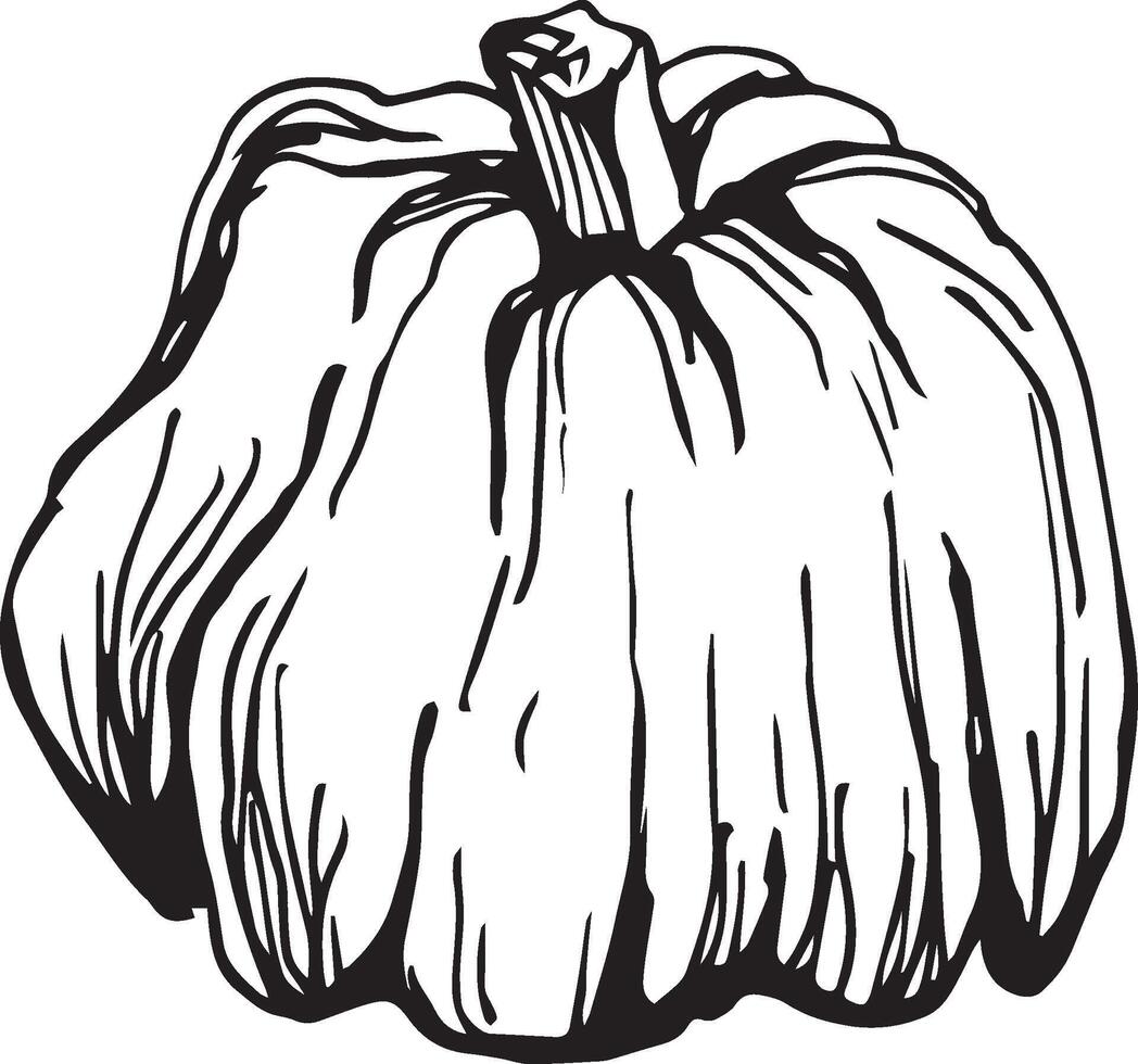 Hand drawn pumpkin for decorative design. Vintage pumpkin. vector