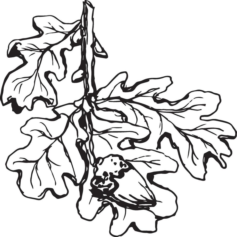 Sketch drawing of a oak leaf in black and white outline. Vintage oak, great design for any purposes. vector