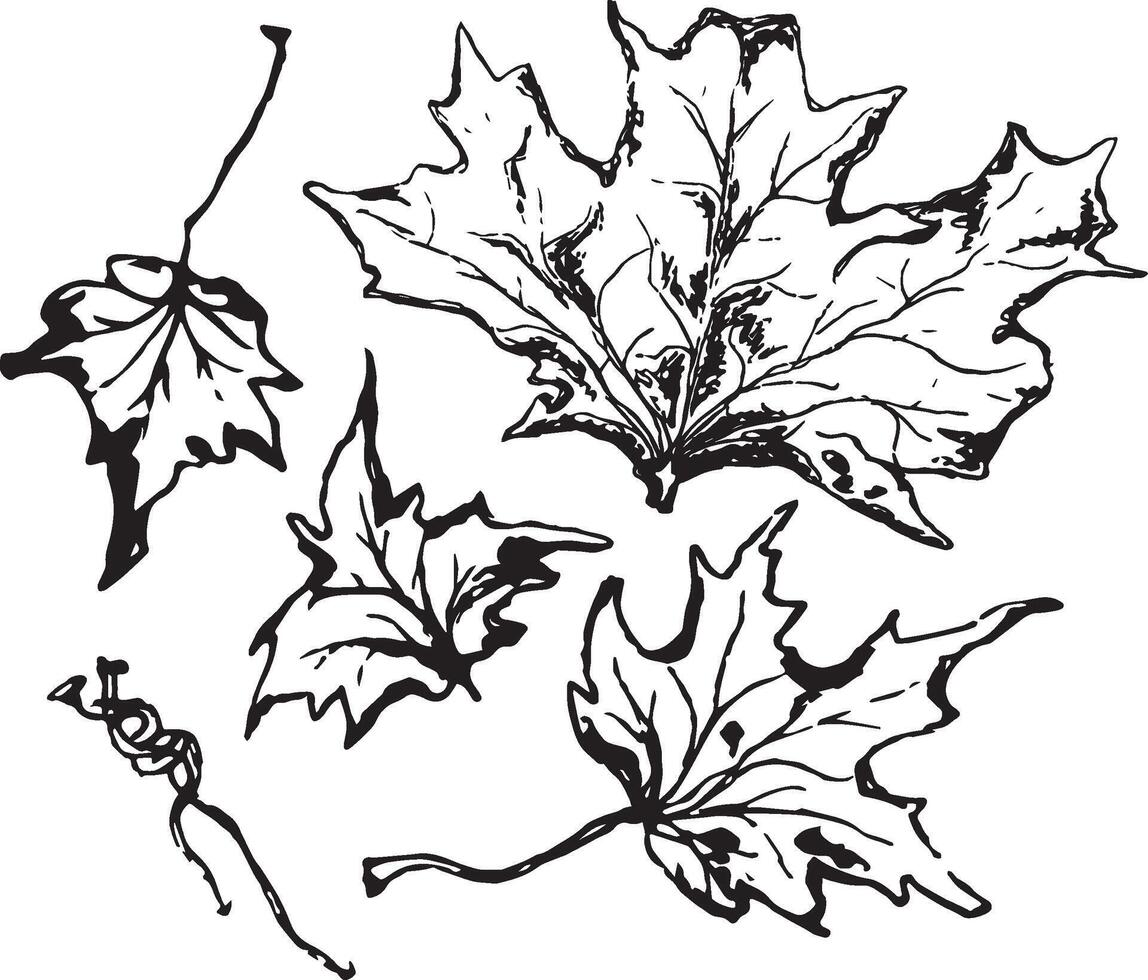 Sketch drawing of a maple leaf in black and white outline. Vintage maple, great design for any purposes. vector