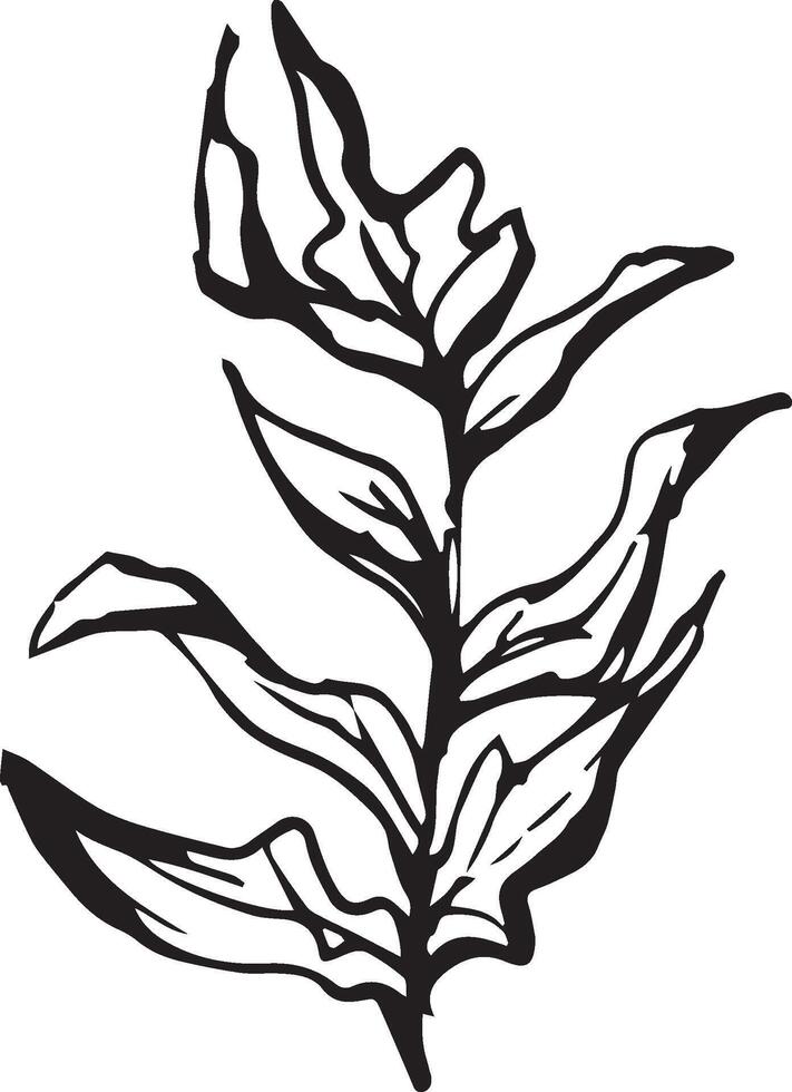 Sketch drawing of a fern in black and white outline. Vintage fern, great design for any purposes. vector