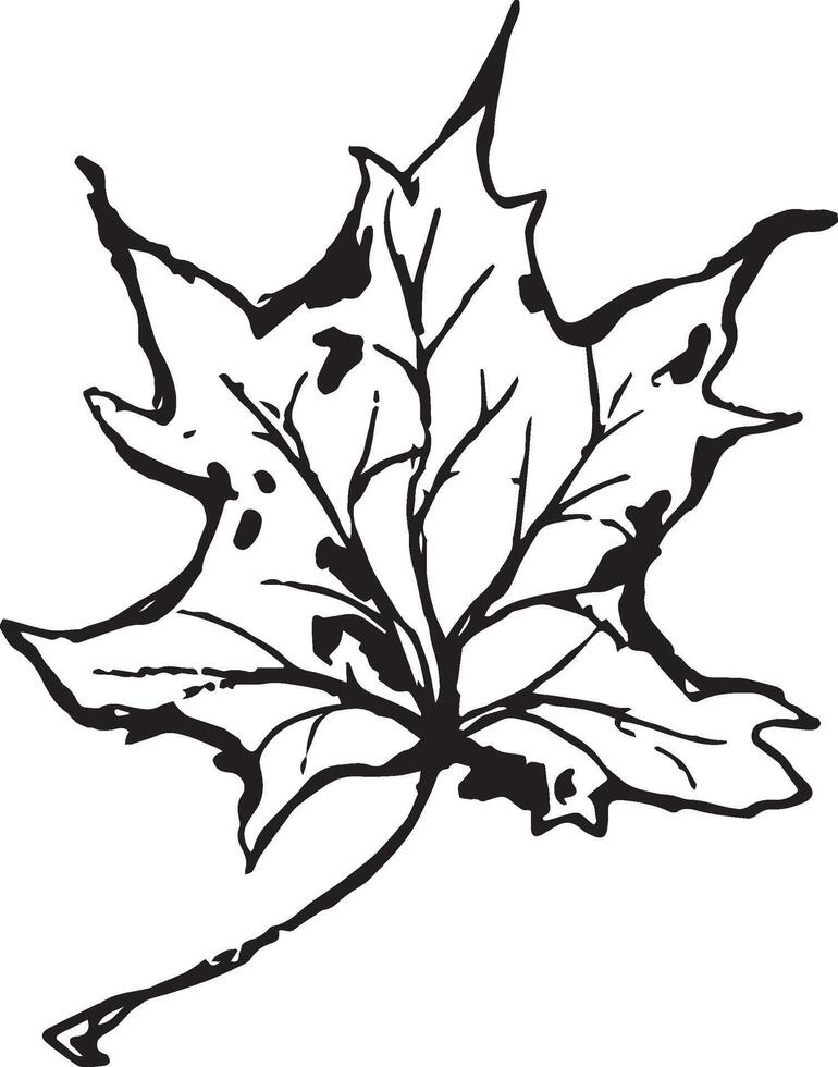 Sketch drawing of a maple leaf in black and white outline. Vintage maple, great design for any purposes. vector