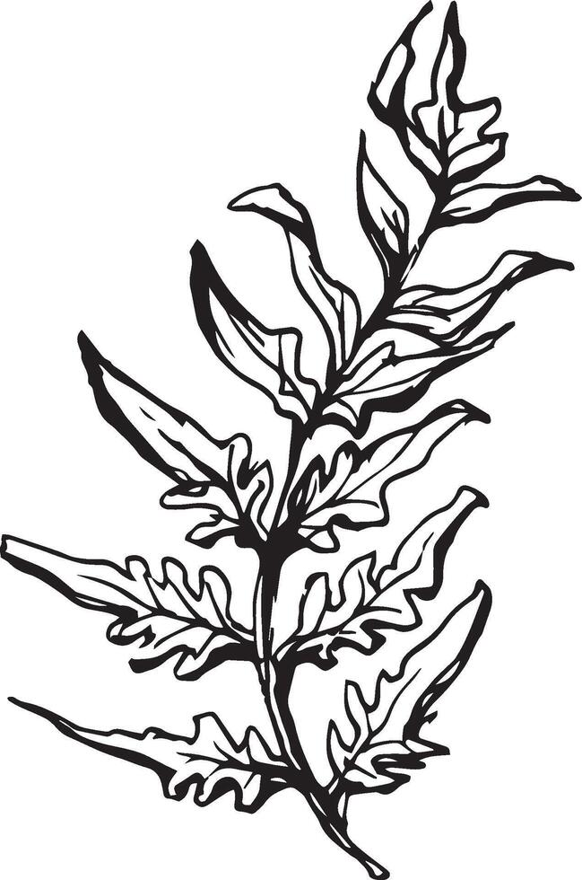 Sketch drawing of a fern in black and white outline. Vintage fern, great design for any purposes. vector