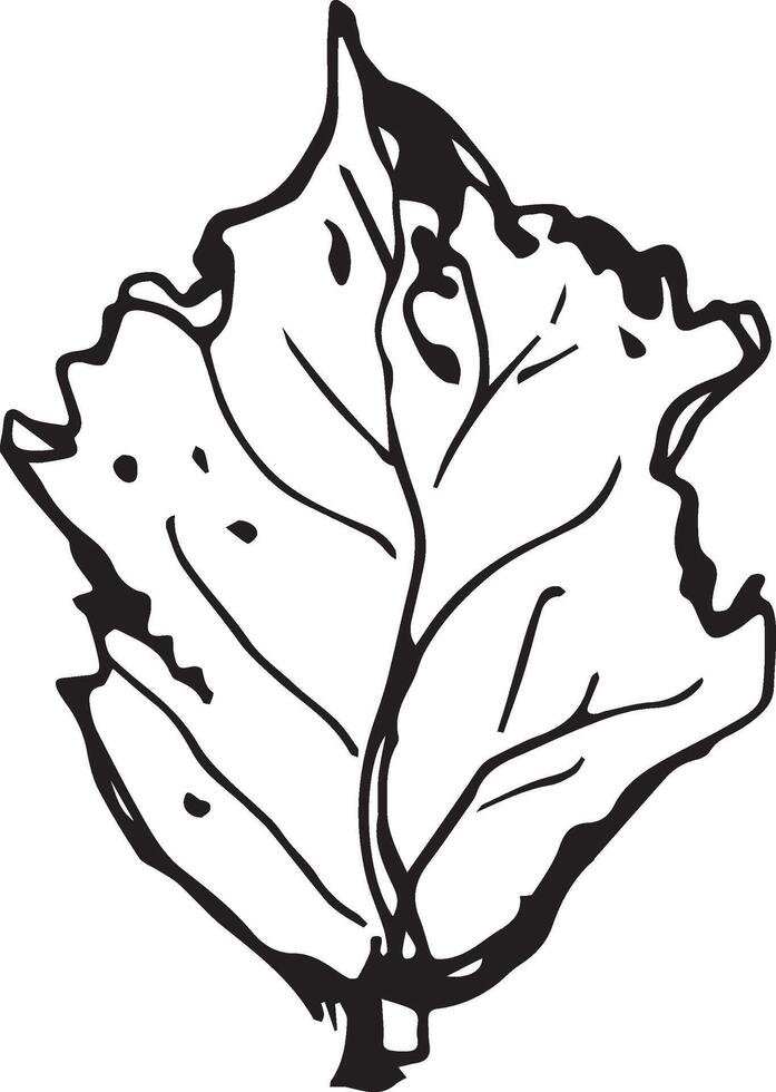 Sketch drawing of a birch leaf in black and white outline. Vintage combination of birch leaf. vector