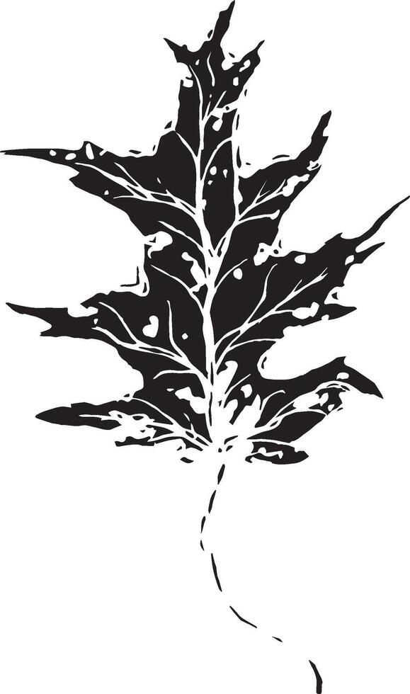 Sketch drawing of a oak leaf in black and white outline. Vintage oak, great design for any purposes. vector