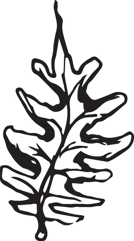 Sketch drawing of a fern in black and white outline. Vintage fern, great design for any purposes. vector