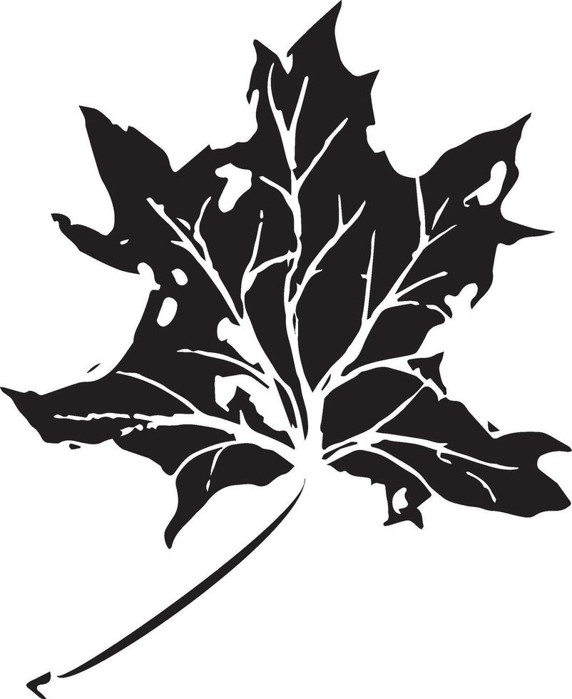 Sketch drawing of a maple leaf in black and white outline. Vintage maple, great design for any purposes. vector