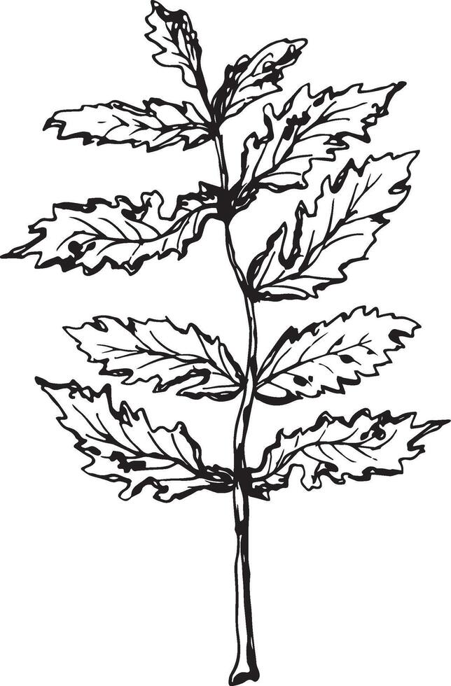 Rowan in hand drawn style on black background. Vintage line art closeup. vector