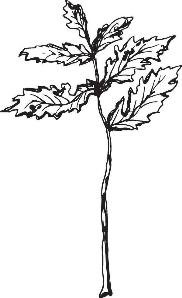 Rowan in hand drawn style on black background. Vintage line art closeup. vector