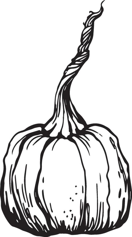 Hand drawn pumpkin for decorative design. Vintage pumpkin. vector