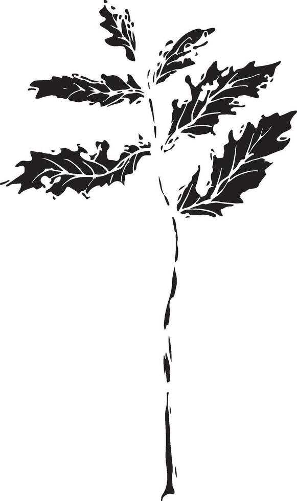 Rowan in hand drawn style on black background. Vintage line art closeup. vector