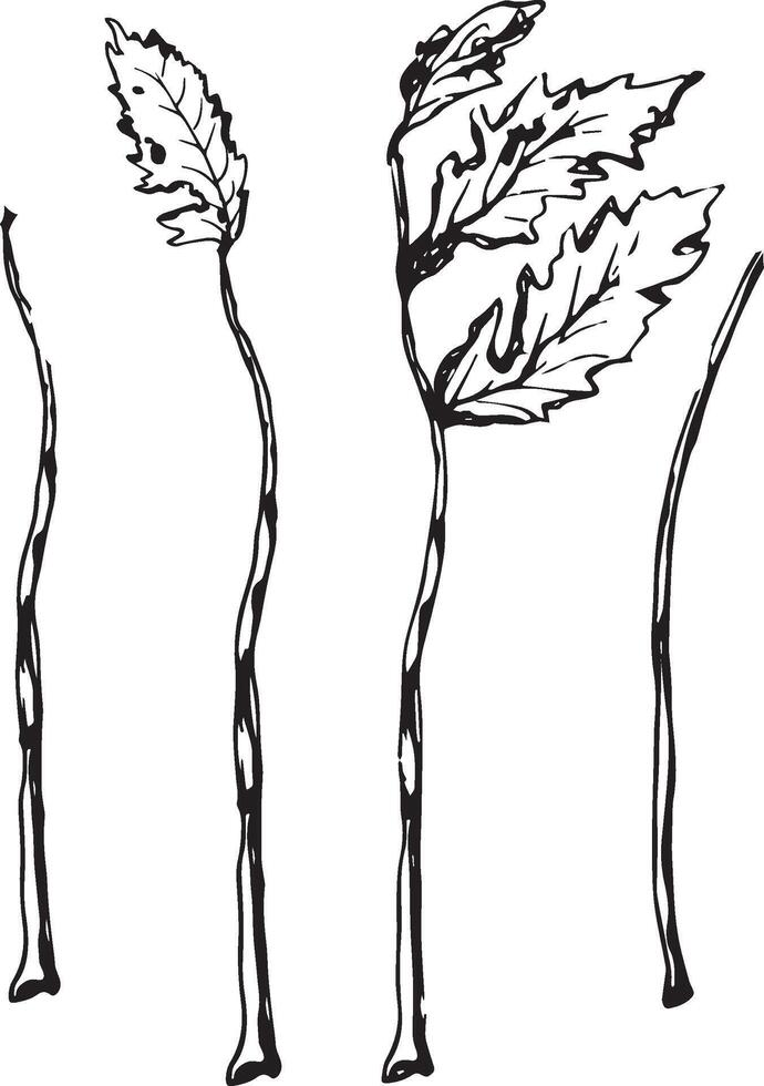 Rowan in hand drawn style on black background. Vintage line art closeup. vector