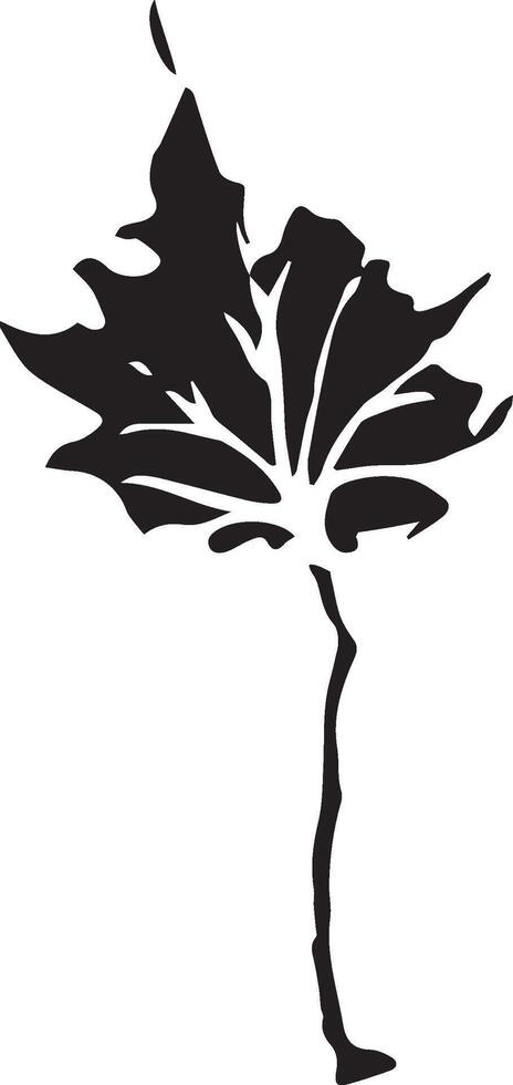 Sketch drawing of a maple leaf in black and white outline. Vintage maple, great design for any purposes. vector