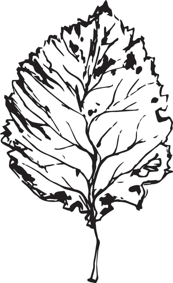 Hand drawn black leaves. Vintage leaf, great design for any purposes. vector