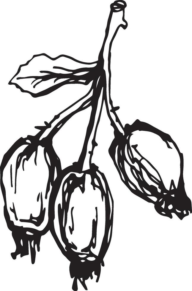 Hand drawn black rosehip. Vintage rosehip, great design for any purposes. vector