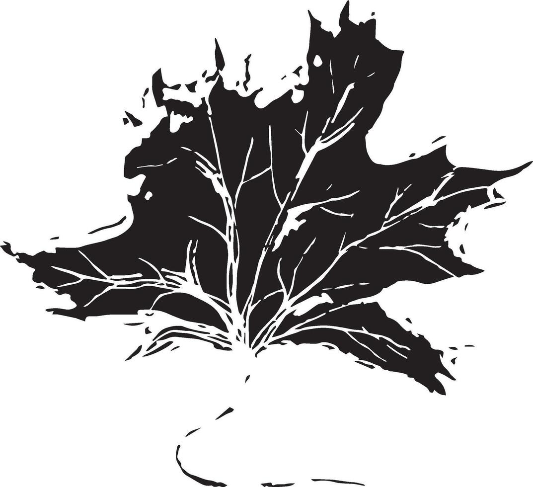 Sketch drawing of a maple leaf in black and white outline. Vintage maple, great design for any purposes. vector