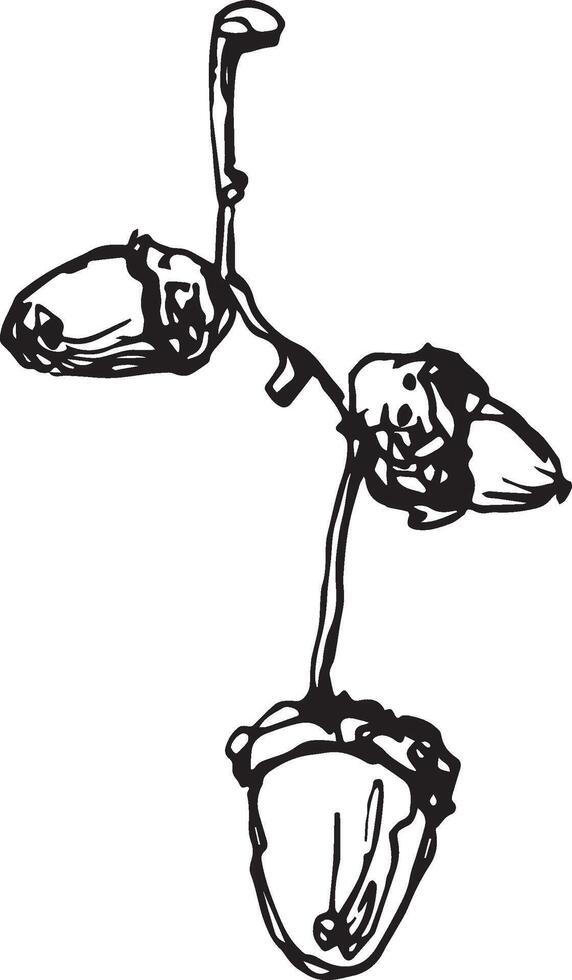 Sketch drawing of a oak leaf in black and white outline. Vintage oak, great design for any purposes. vector
