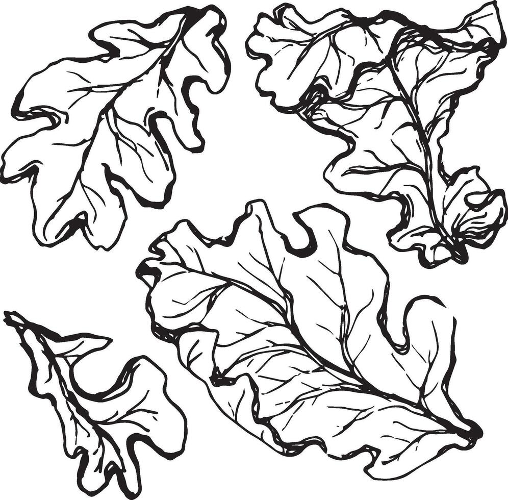 Sketch drawing of a oak leaf in black and white outline. Vintage oak, great design for any purposes. vector