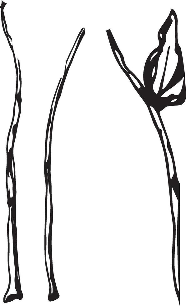 Rowan in hand drawn style on black background. Vintage line art closeup. vector