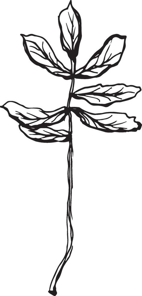 Rowan in hand drawn style on black background. Vintage line art closeup. vector