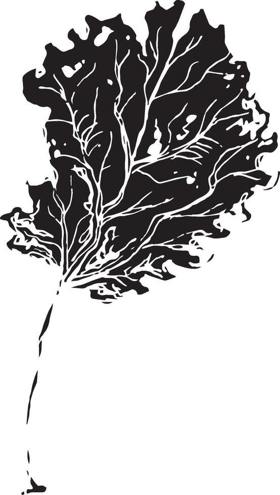 Hand drawn black leaves. Vintage leaf, great design for any purposes. vector