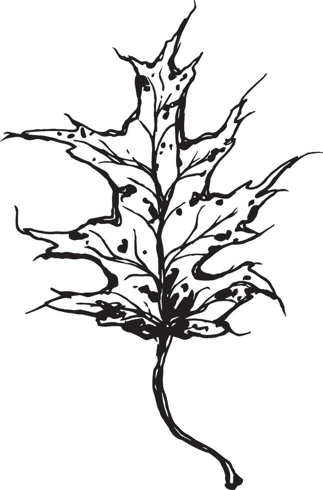 Sketch drawing of a oak leaf in black and white outline. Vintage oak, great design for any purposes. vector