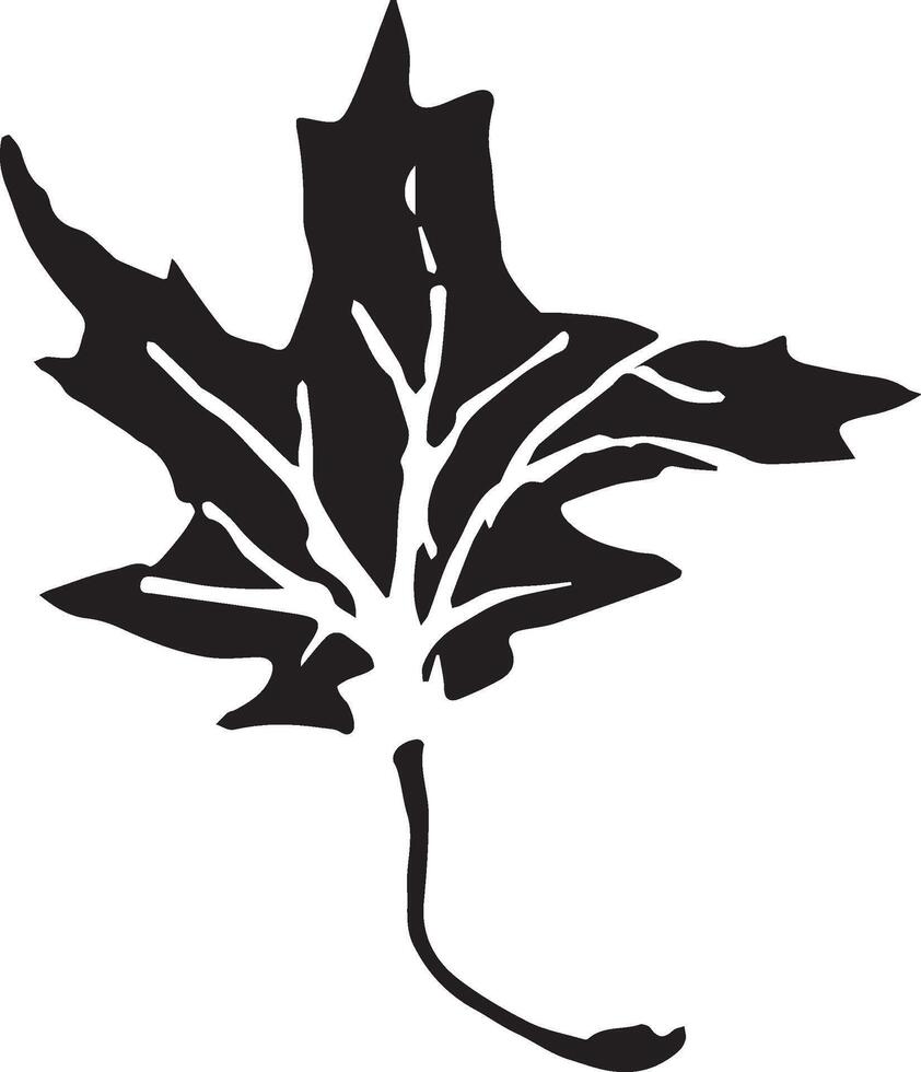 Sketch drawing of a maple leaf in black and white outline. Vintage maple, great design for any purposes. vector