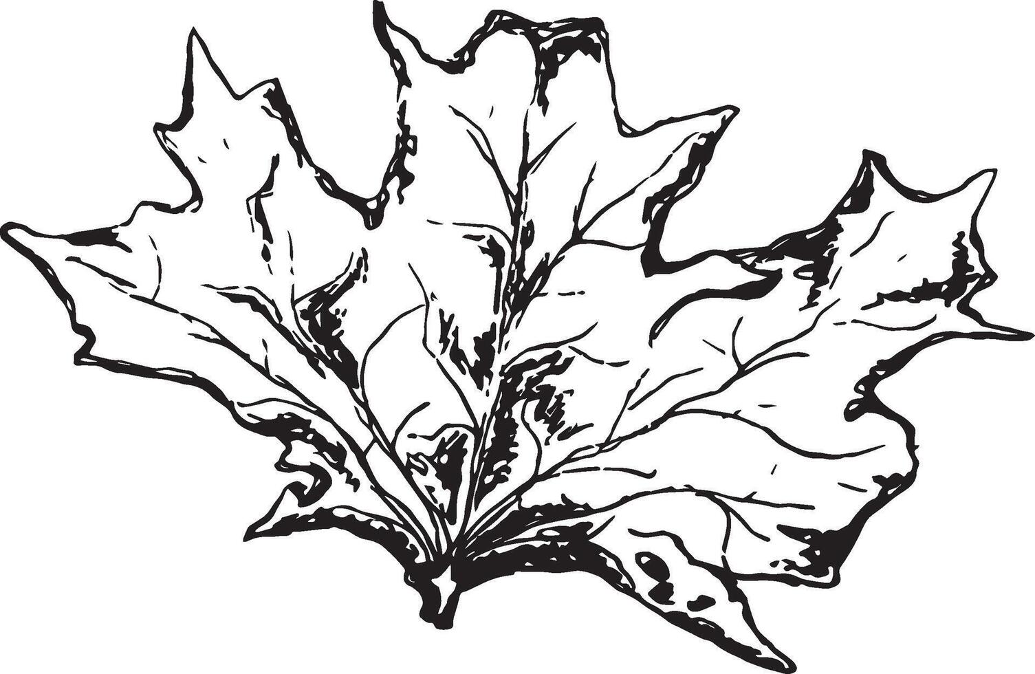 Sketch drawing of a maple leaf in black and white outline. Vintage maple, great design for any purposes. vector