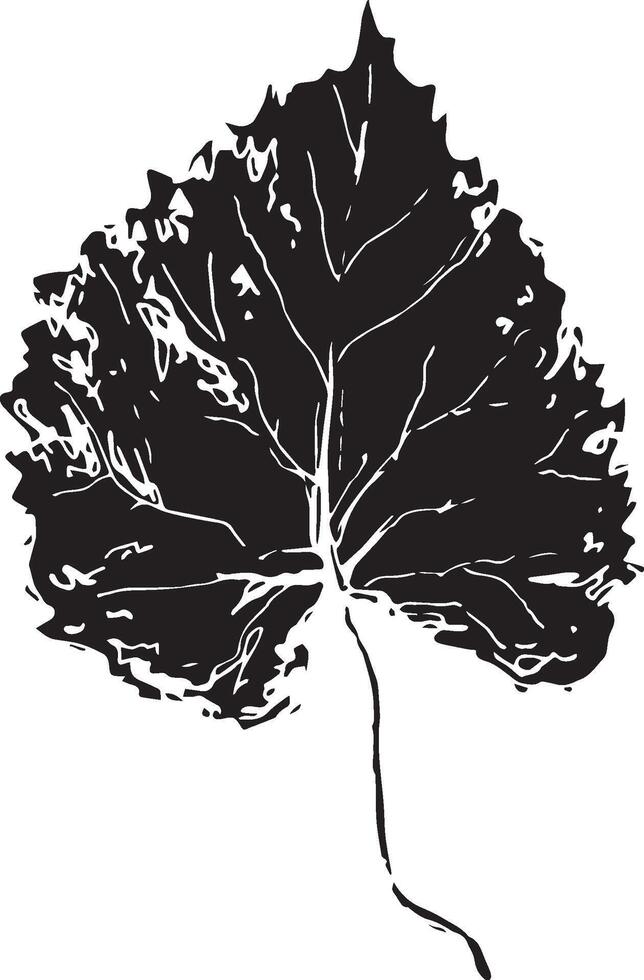 Sketch drawing of a birch leaf in black and white outline. Vintage combination of birch leaf. vector