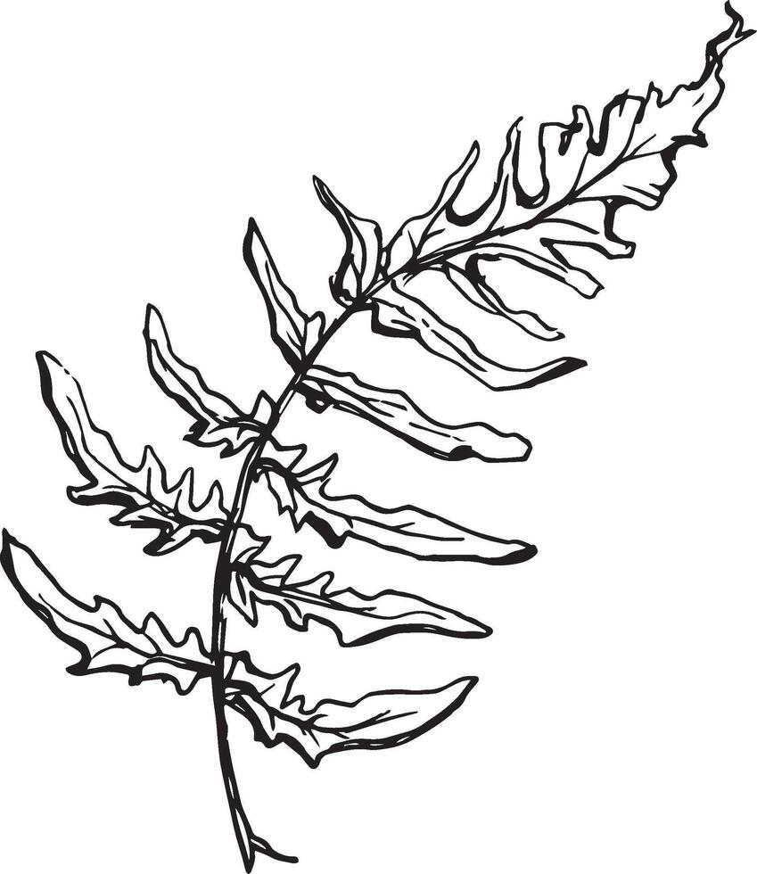 Sketch drawing of a fern in black and white outline. Vintage fern, great design for any purposes. vector