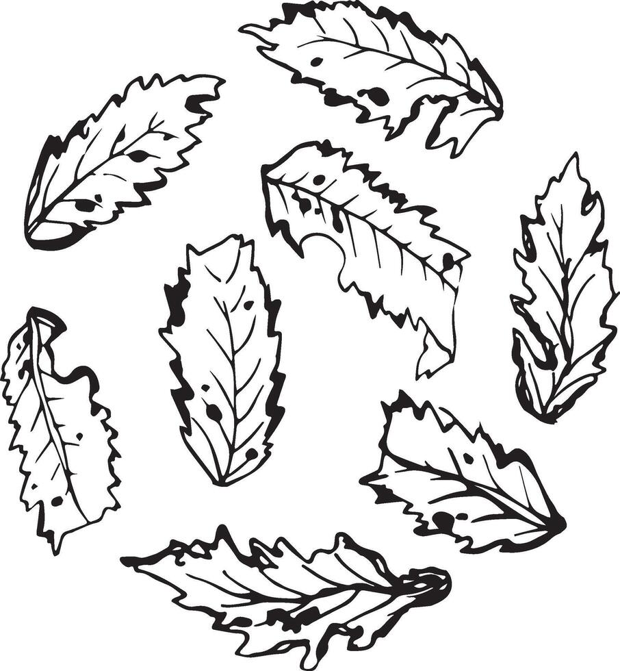Rowan in hand drawn style on black background. Vintage line art closeup. vector